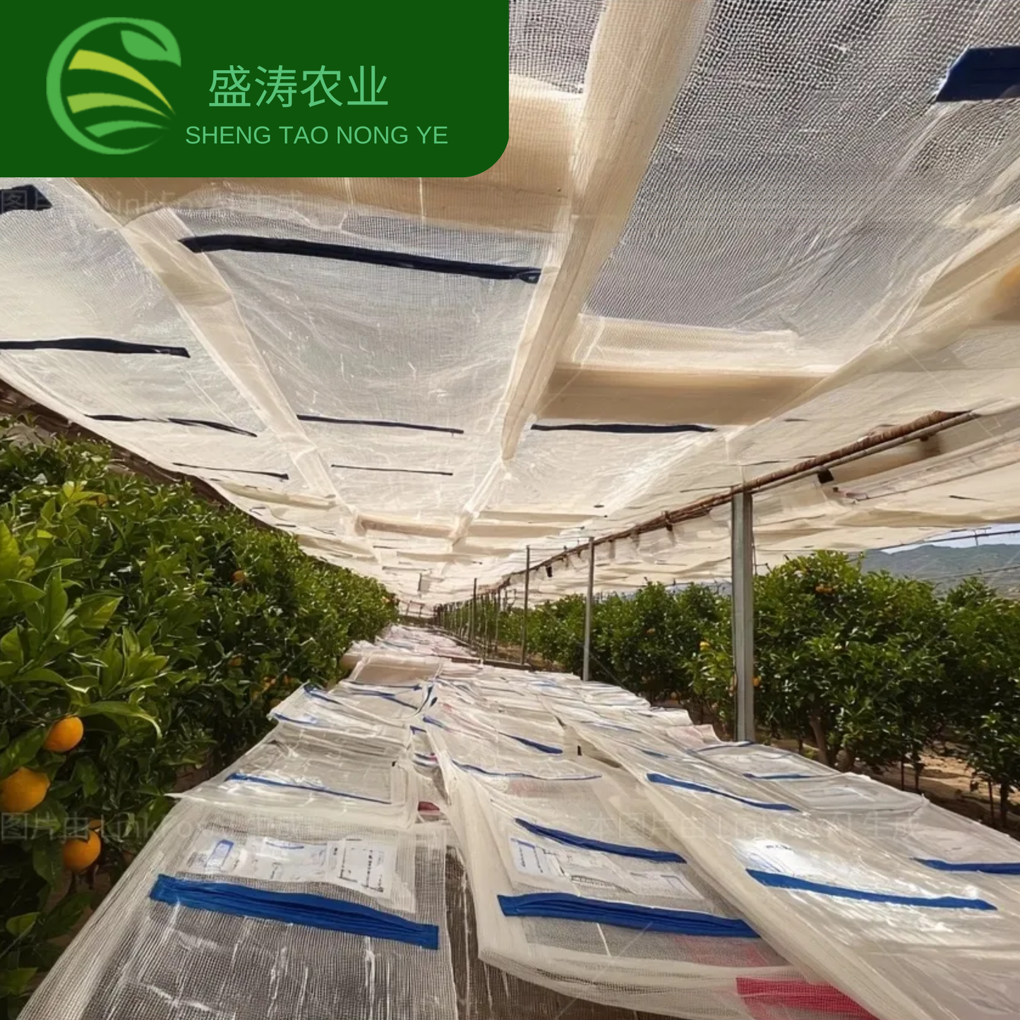 Arched Frame-supported Double-layer Orchard Rain Shelter Film Self-ventilation System & Sun-protective Function