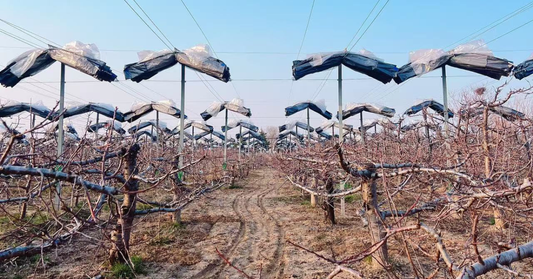 Engineering Hydraulic Isolation: The Technical Case for Fruit Tree Rain Covers