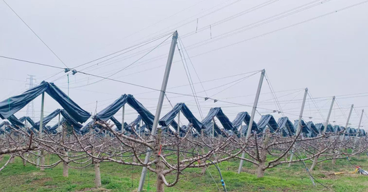 Precision Photometry: The ROI of Retractable Orchard Cover Systems