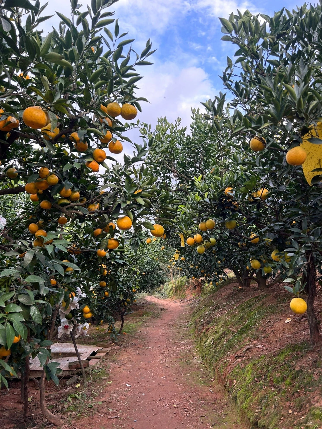 Late-Season Citrus Protection in Europe