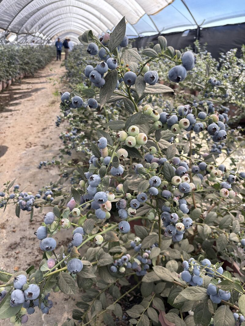 Blueberry Frost Damage: The “Triple Blow” of Extreme Weather and the Protection Value of Modern Shelters