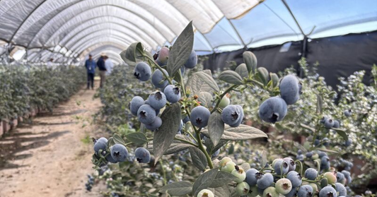 Soft Fruit Biosecurity: Engineering Raised Netting Systems for Blueberries &amp; Cane Fruits