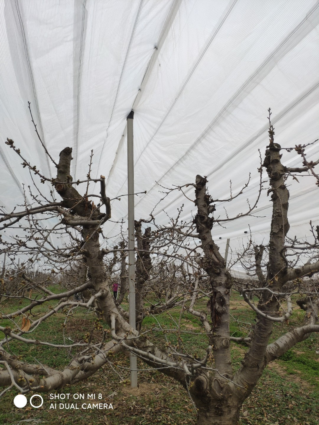 Dedicated Budbreak Protection for Kiwifruit