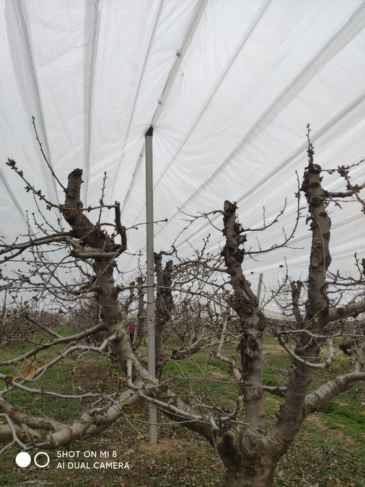 Dedicated Budbreak Protection for Kiwifruit
