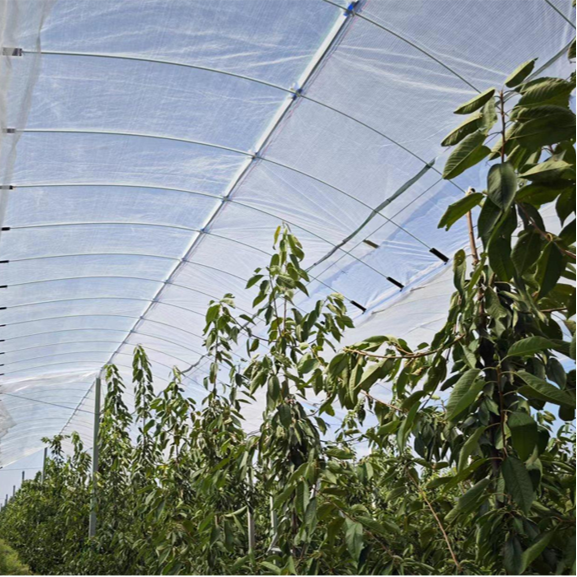 Cherry Rain Shelter