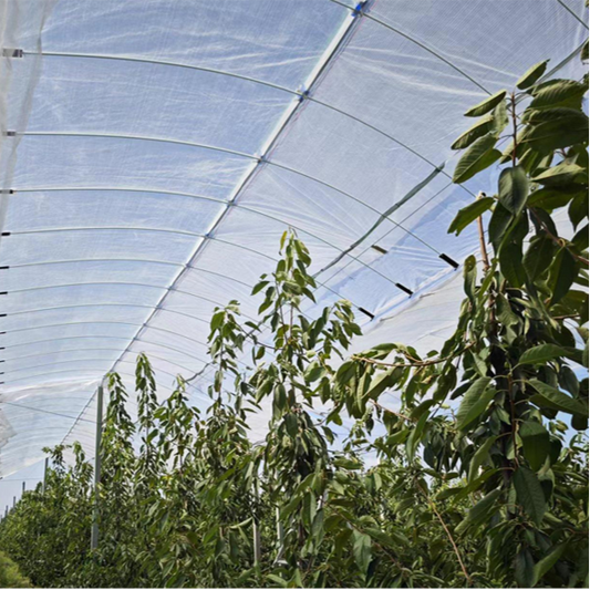 Cherry Rain Shelter