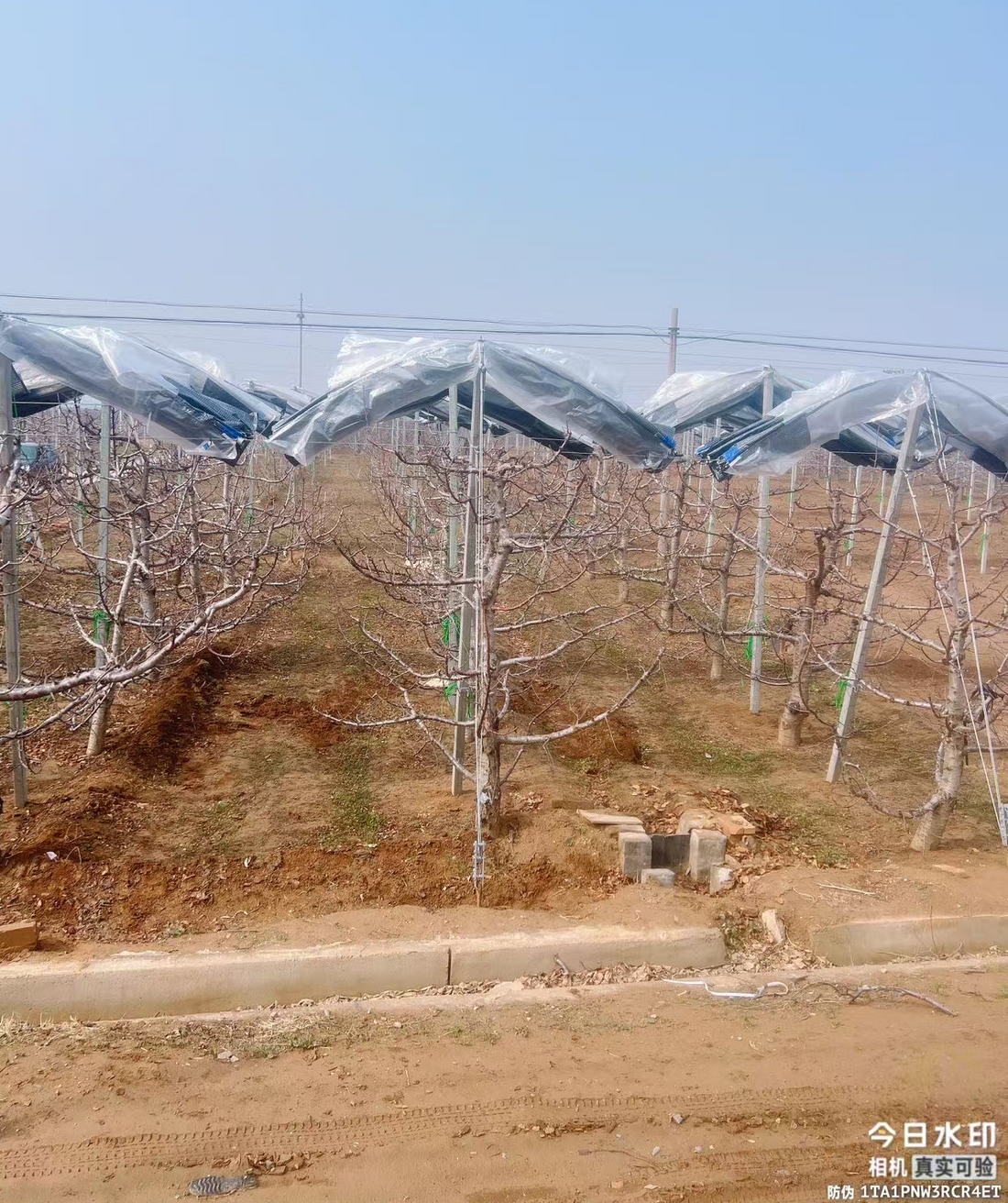 Resilience in the South: Advanced Rainy Season Strategies for Chilean Export Orchards
