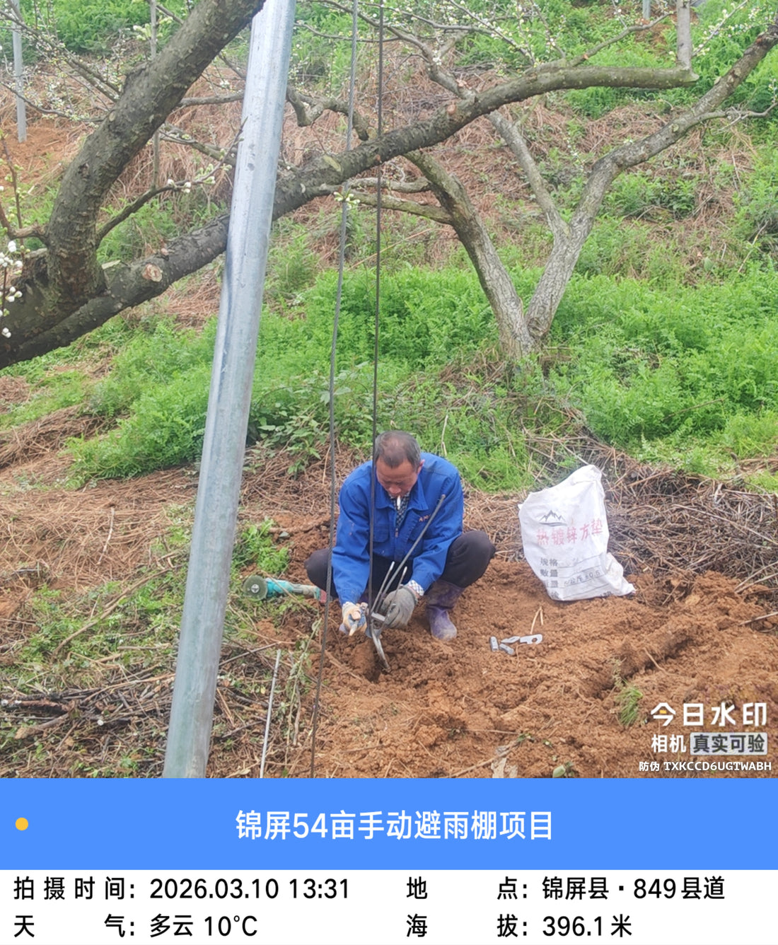 Managing the Canopy: Engineering Rain Shelters for Fruit Rot Prevention in Export Orchards