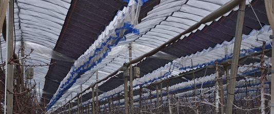 Spring Hailstorm in Aragón Highlights Growing Climate Risk for Southern European Cherry Orchards