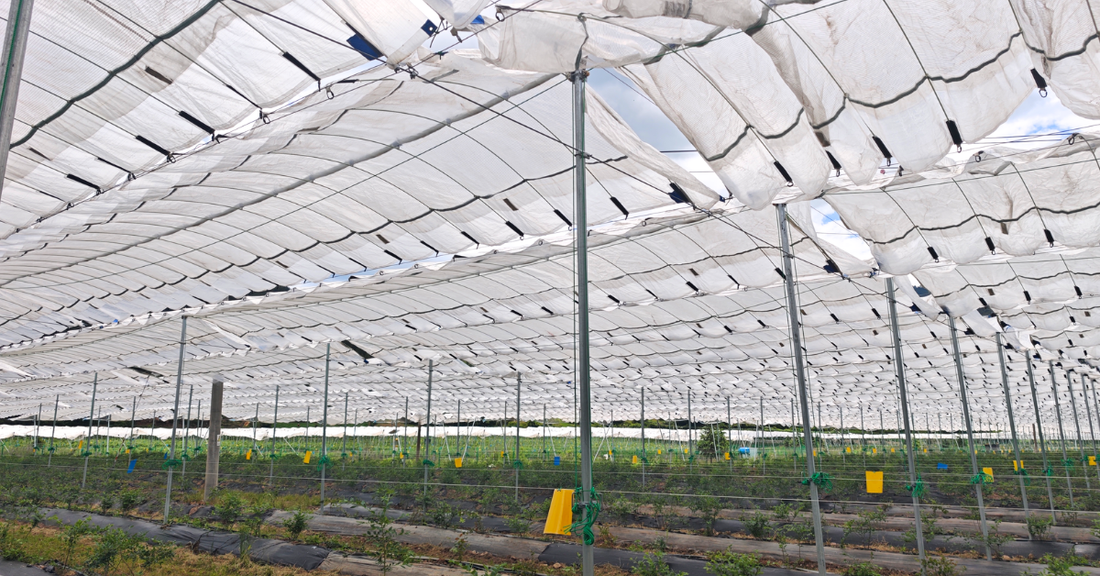 The Orchard Infrastructure Matrix: Engineering Tree Covers for Climate Resilience