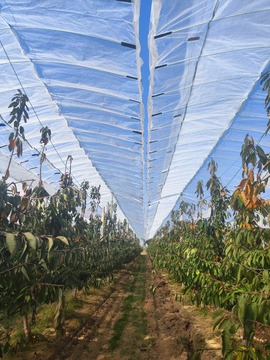 How Kwekerij van Winden Engineers the Perfect Climate for Zamioculcas