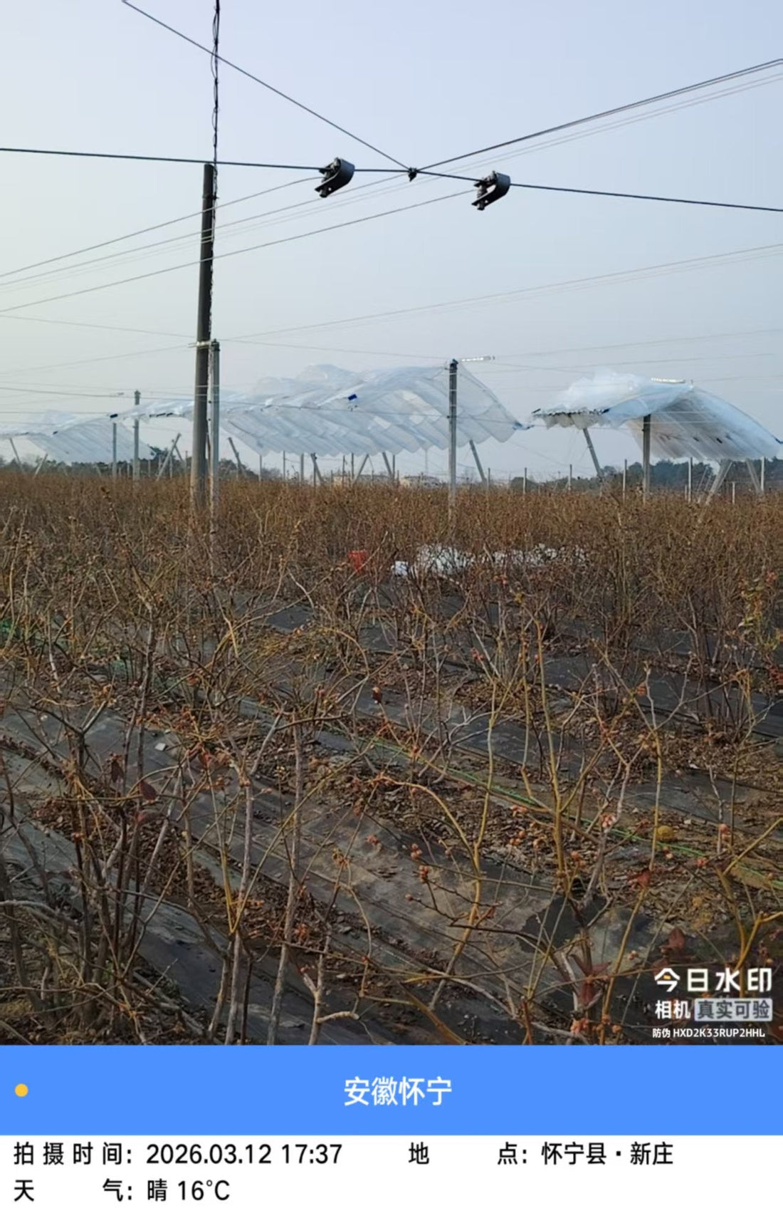Agrivoltaics 2.0: Engineering the Carbon-Neutral Apple Orchard of 2026