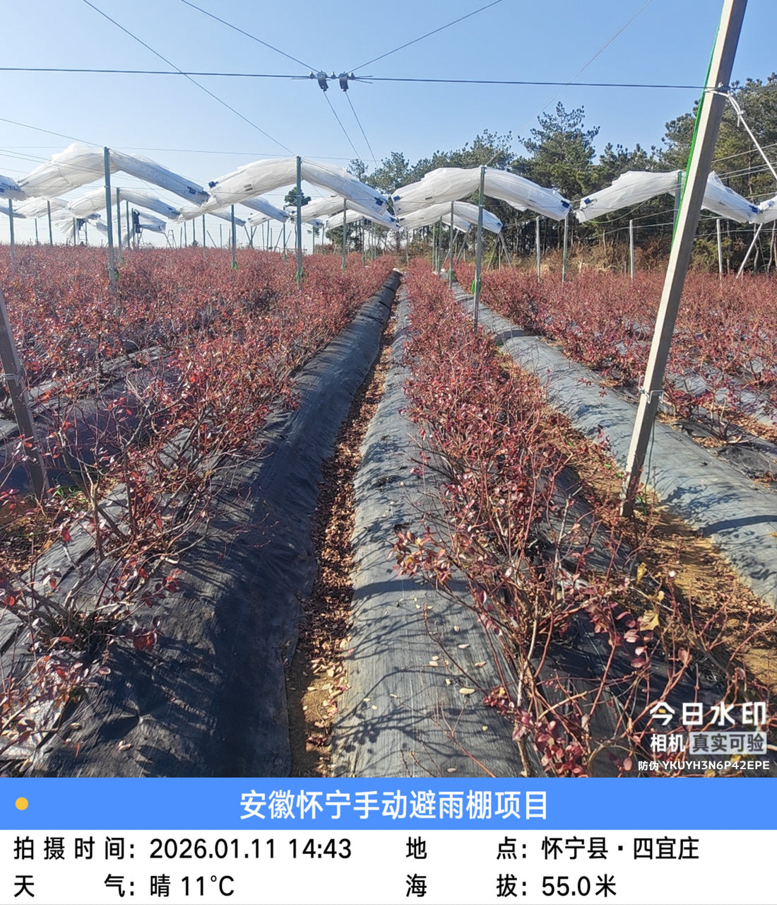 Late Spring Frost Hits European Blueberry Regions