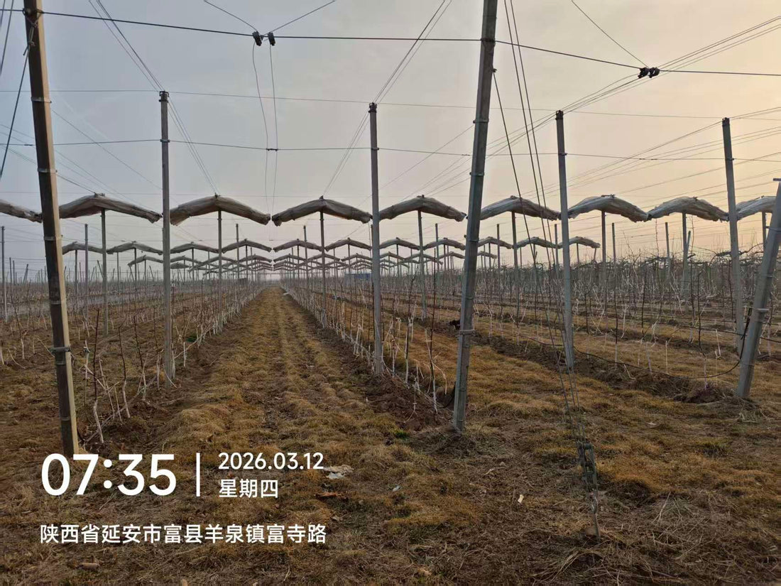 Precision Spring Irrigation: Managing the "Hydraulic Pulse" from Bud Break to Fruit Set