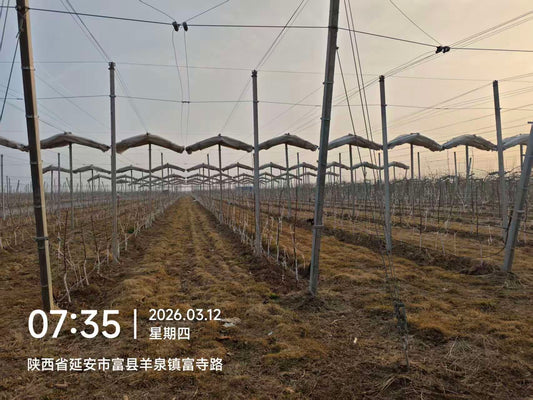 Precision Spring Irrigation: Managing the "Hydraulic Pulse" from Bud Break to Fruit Set