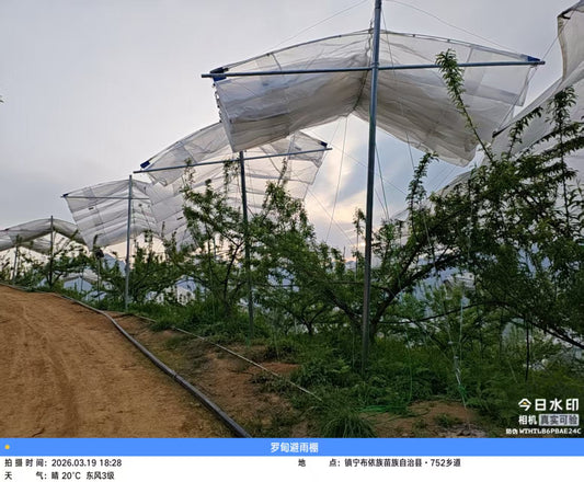 Pathogen Interruption: Engineering Peach Tree Rain Covers &amp; Bird Netting for Zero-Defect Harvests