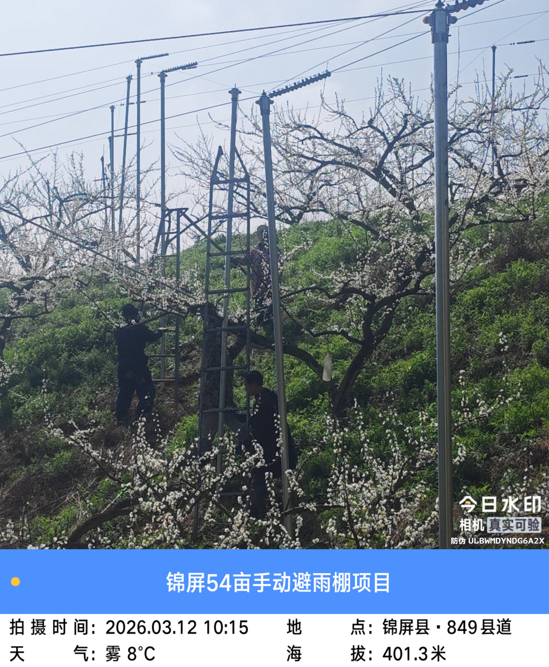 Pathogen Exclusion: Engineering Rain Shelter Tunnels for Zero-Defect Apple Production