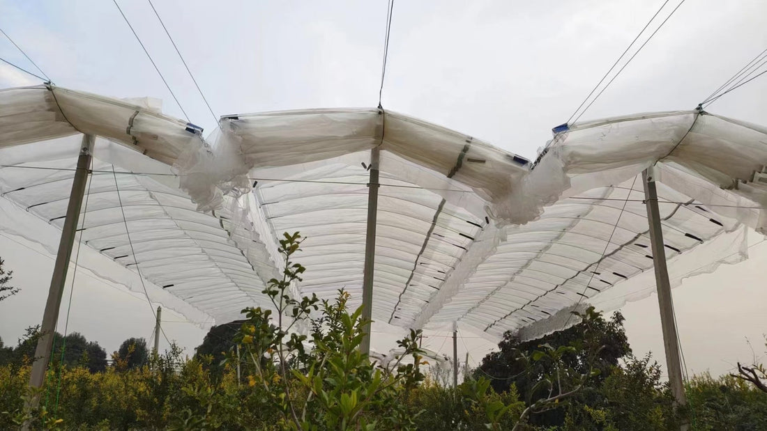 Spring Frost Threatens Europe’s Kiwifruit: Why Unprotected Orchards Face a 25% Yield Cliff