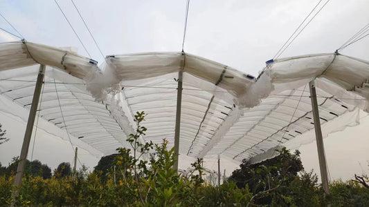 Spring Frost Threatens Europe’s Kiwifruit: Why Unprotected Orchards Face a 25% Yield Cliff