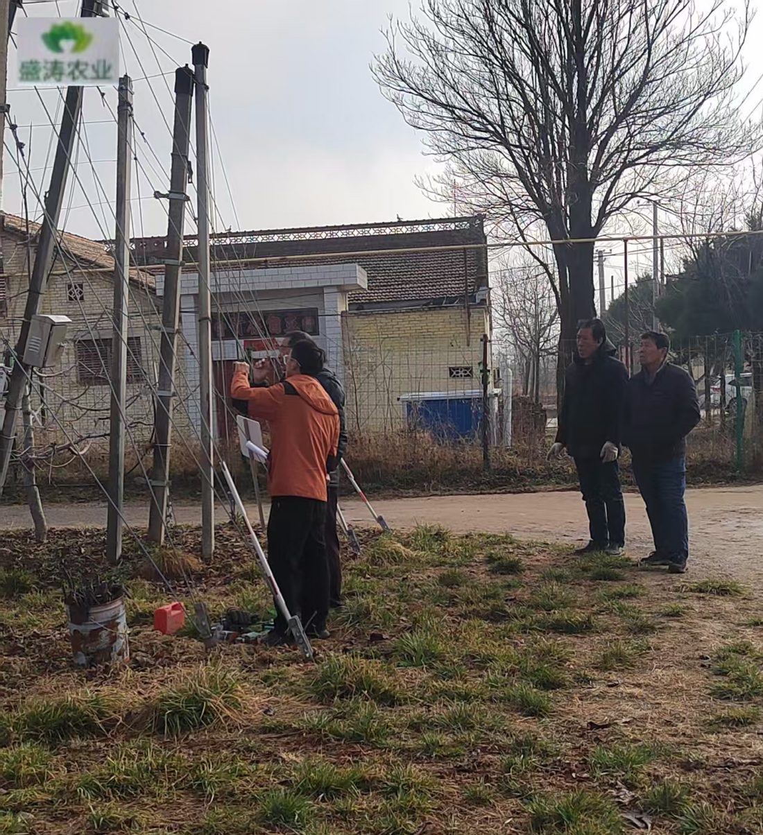 The Strategic ROI of Orchard Rain Shelters: Ending Fruit Cracking in Chilean Exports