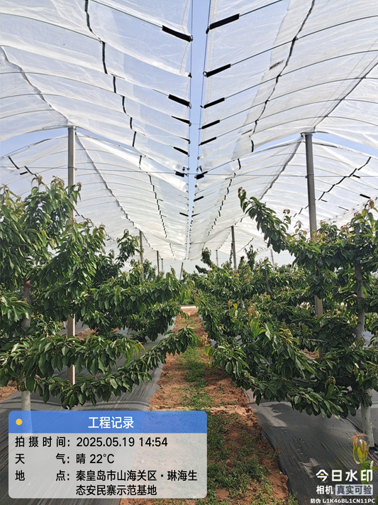 Protecting Kiwifruit from Spring Frost, Hail & Heavy Rain: The Role of Rain Covers in Europe