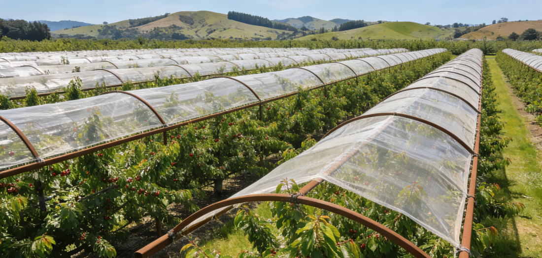 Fixed Rain Covers – The Economical and Durable Choice for New Zealand Orchards