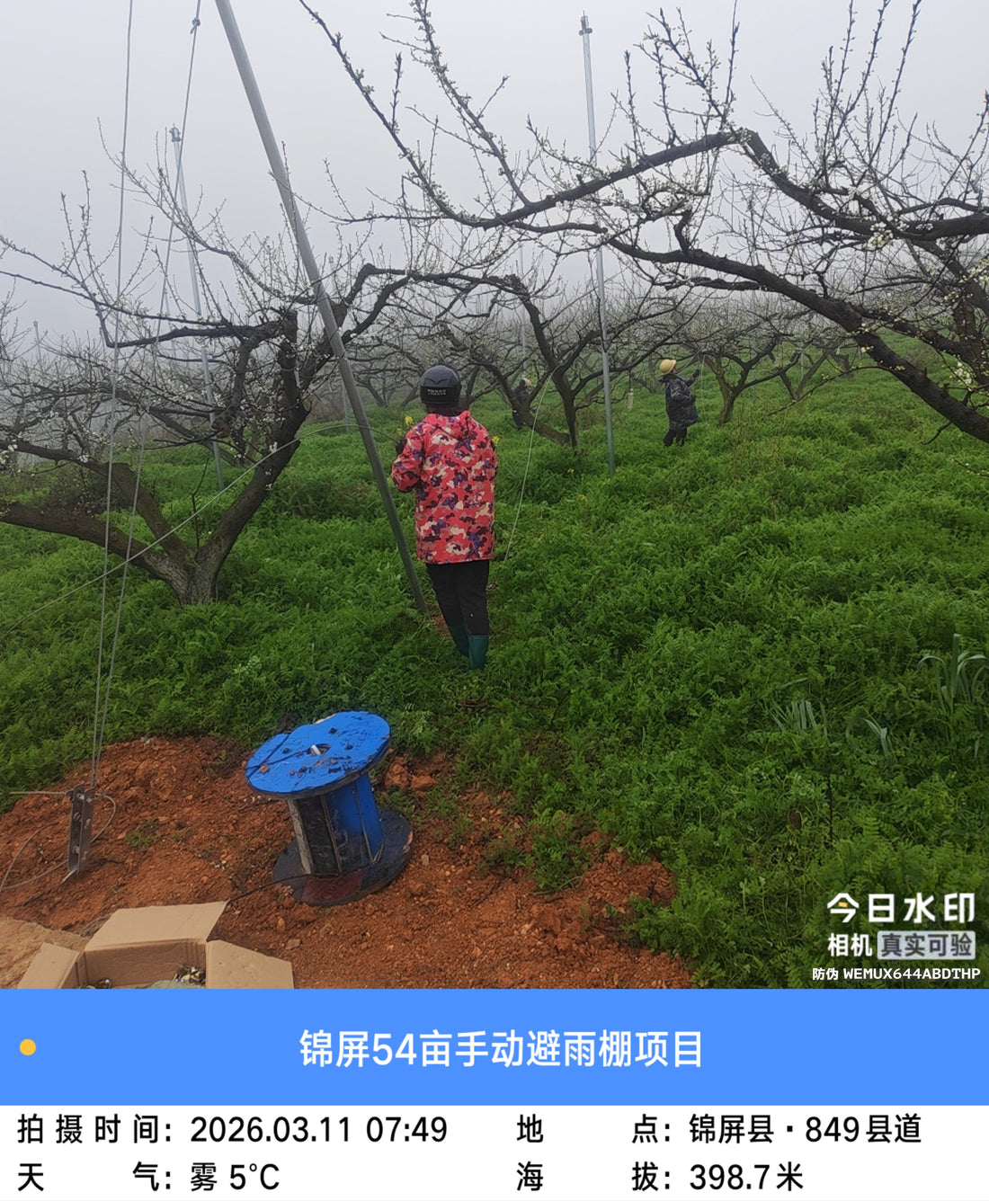 Engineering the Export Grade: The Technical Superiority of Y-Type Rain Shelters for Chilean Blueberries