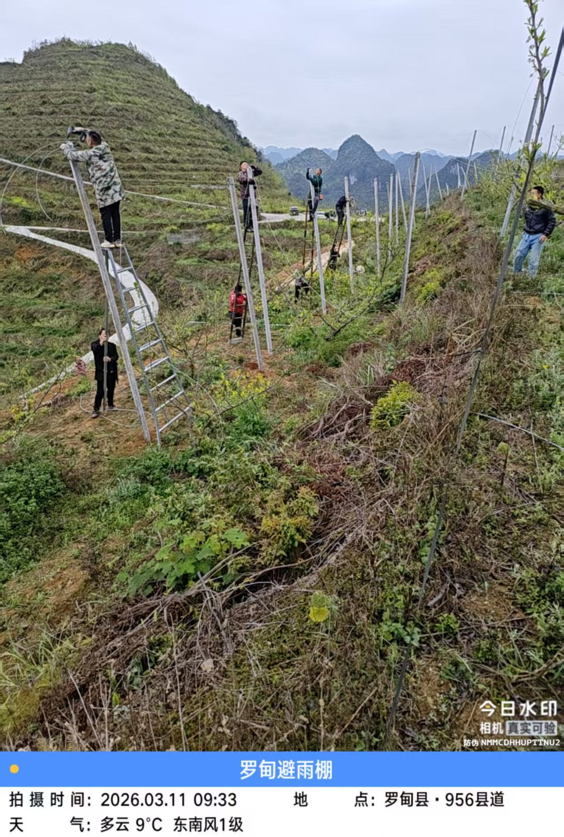 Engineering Dual-Layer Protection for Chilean Export Orchards