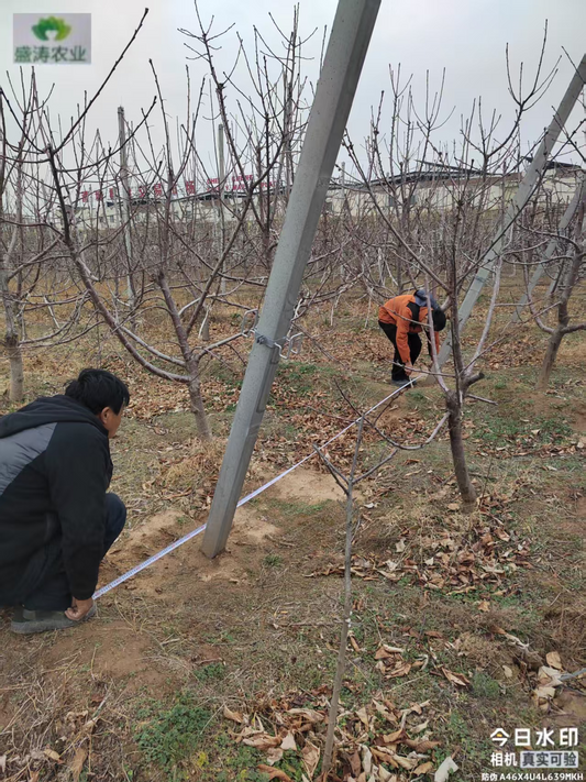 Engineering the Harvest: A Technical Guide to Orchard Rain Shelters for Chilean Exports
