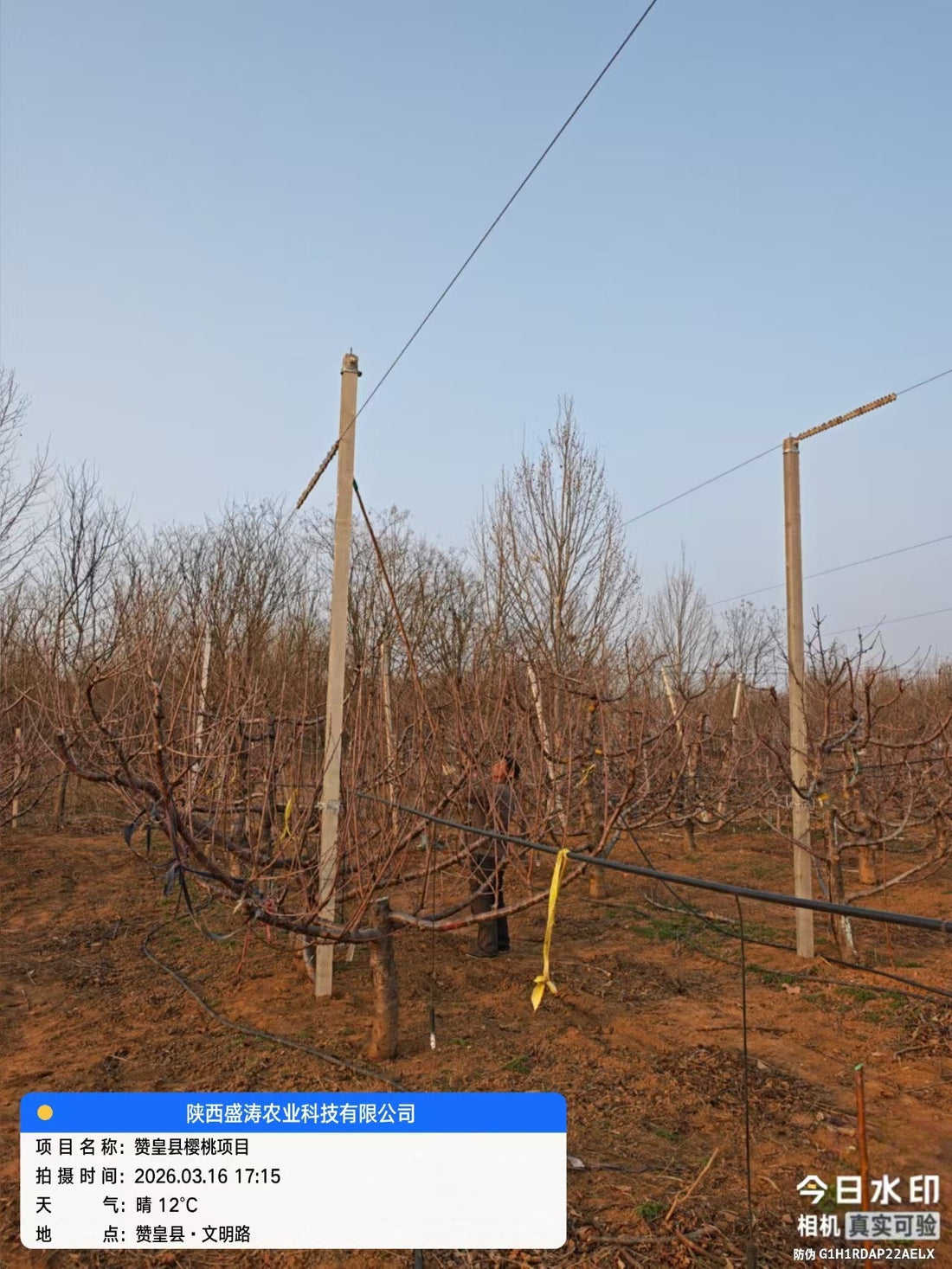 Engineering the Apple Canopy: A Technical Guide to Selecting Bird Netting for Manzanos