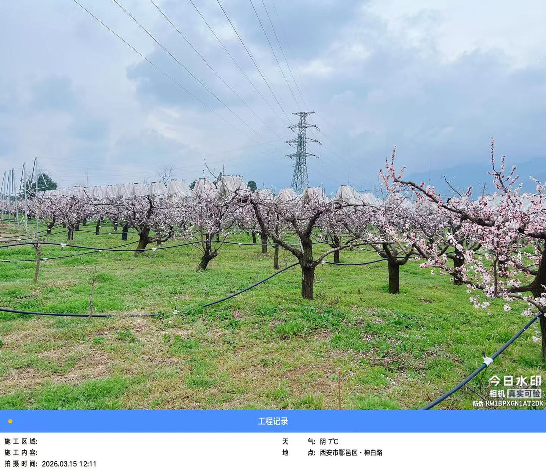 Beyond Exclusion: The Agronomic Case for Bird Netting in European Apple Orchards