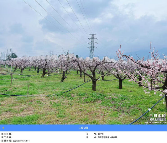 Beyond Exclusion: The Agronomic Case for Bird Netting in European Apple Orchards