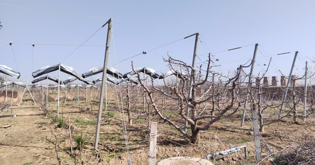 The 2026 Orchardist’s Decision Matrix: Selecting the Best Netting for Fruit Trees