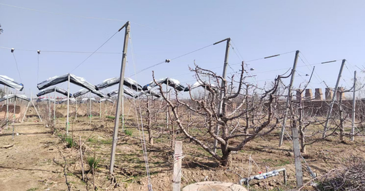 The 2026 Orchardist’s Decision Matrix: Selecting the Best Netting for Fruit Trees